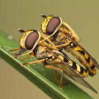 Mating Hoverflies - Syrphus ribesii 1 